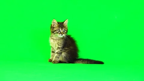 Kitten sits on a green screen, slow motian Stock Footage 246482547