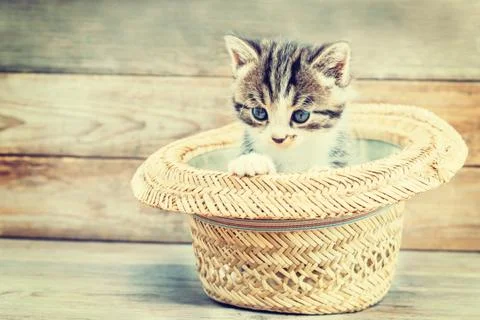 Kitten sits in the hat Stock Photos