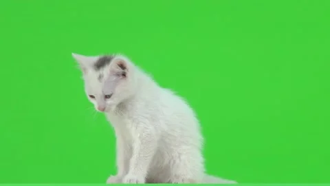 The kitten sits with its back then turns around and looks at the camera on a Video stock 139863799