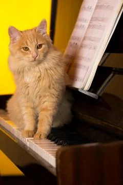 The kitten sits on the keyboard of a piano. Stock Photos
