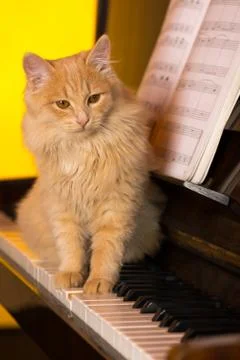 The kitten sits on the keyboard of a piano. Stock Photos