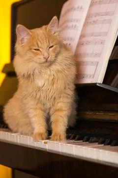The kitten sits on the keyboard of a piano. Stock Photos