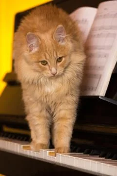 The kitten sits on the keyboard of a piano. Stock Photos