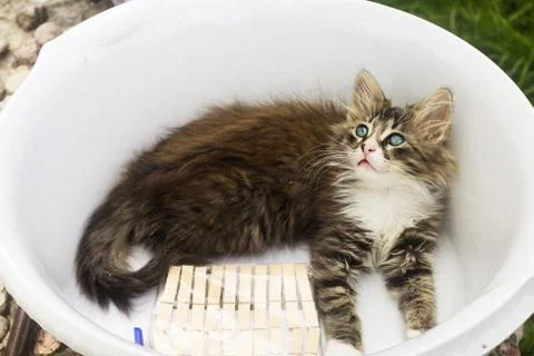 A kitten sits in a Laundry basin, playing with clothespins Stock Photos
