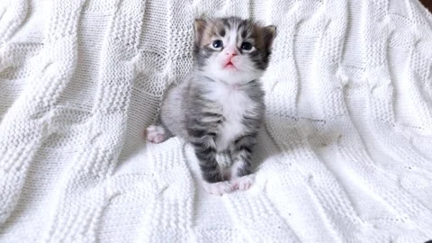 The kitten sits on a white veil. Stock Footage 155183747