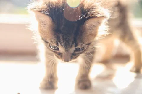 Kitten sits on a window Foto stock