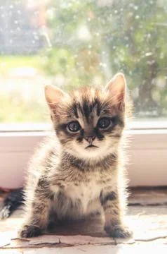 Kitten sits on a window Stock Photos
