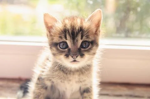 Kitten sits on a window Foto stock