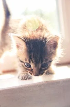 Kitten sits on a window Stock Photos