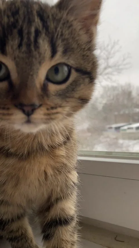 Kitten sits on windowsill 스톡 동영상 225050188