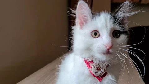 Kitten sitting and looking at the camera Stock Footage 156862839