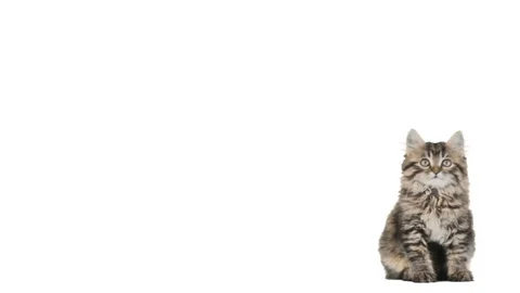 Kitten sitting and looking on a white background Stock Footage 76012582