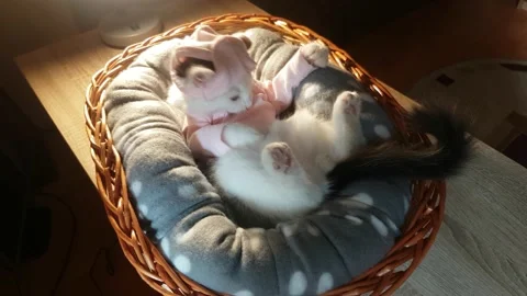 Kitten Is Sitting In A Basket 스톡 동영상 153322096