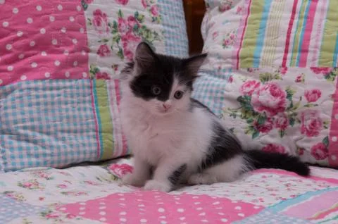 Kitten sitting on a bed Stock Photos