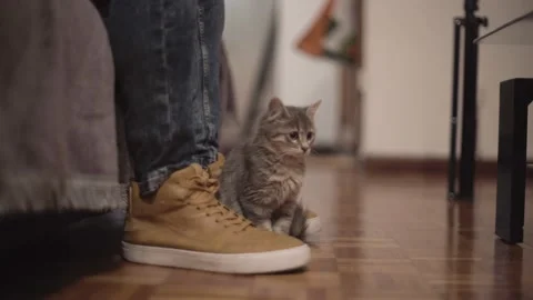 Kitten sitting between man's feet in living room at home Stock Footage 133263488