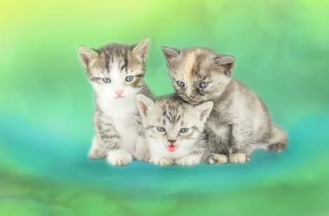 Kitten sitting on bokeh background Stock Photos