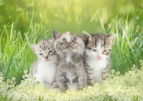 Kitten sitting on bokeh background Фото