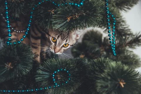Kitten is sitting on a Christmas tree Stock Photos