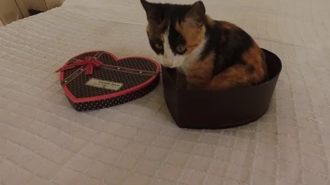 A kitten is sitting in a gift box Video stock 80577771