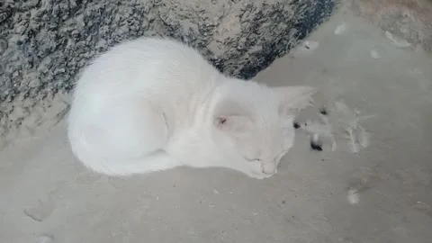 Kitten sitting on ground 库存影片 347990923