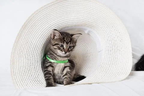 Kitten sitting in hat Foto stock