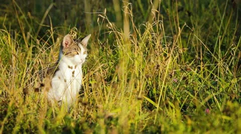 Kitten sitting on high grass Video stock 20437491