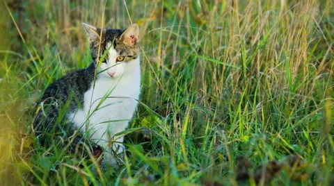 Kitten sitting on high grass Stock-Footage 20437518