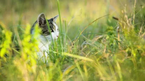 Kitten sitting on high grass Vidéo 20476679