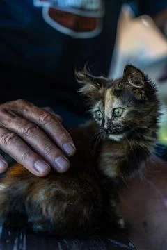 A kitten is sitting on a person's hand Stock Photos
