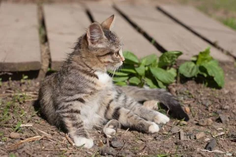 Kitten sitting Stock Photos