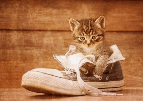 Kitten is sitting in a shoe Stock Photos