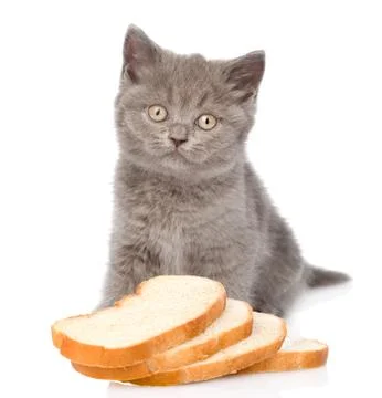Kitten sitting with slices of bread. isolated on white background Stock Photos