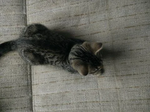 A kitten sitting on a sofa Foto stock