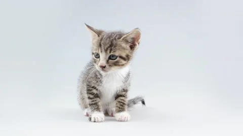 Kitten sitting in studio Stock Footage 52232705