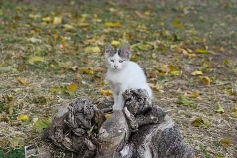 A kitten is sitting on a stump. Foto stock