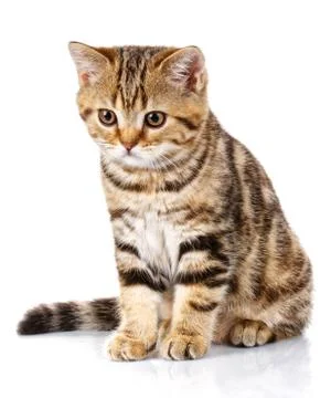 Kitten sitting on white background Stock Photos