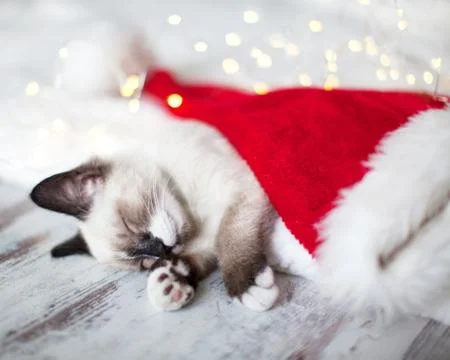 Kitten sleep in christmas hat Stock Photos