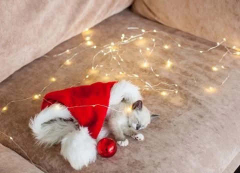 Kitten sleep in christmas hat Stock Photos