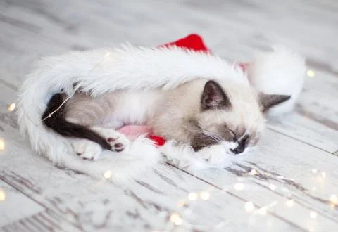 Kitten sleep in christmas hat Stock Photos