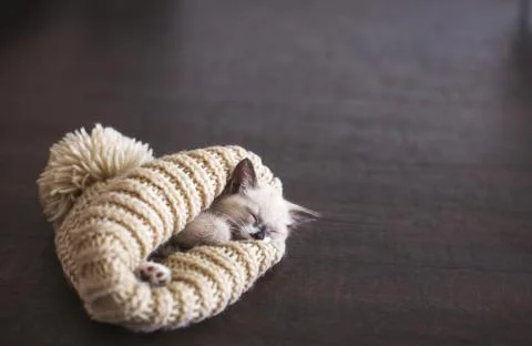 Kitten sleep in knitted hat Stock Photos