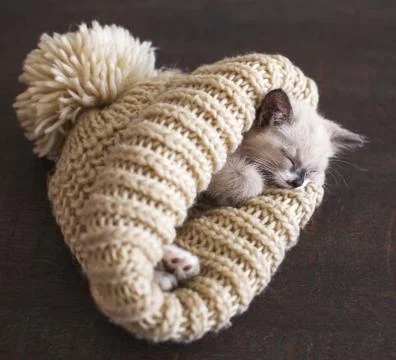 Kitten sleep in knitted hat Stock Photos
