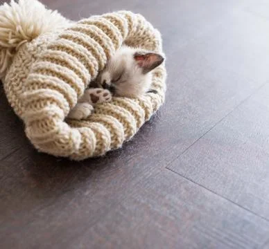 Kitten sleep in knitted hat Stock Photos