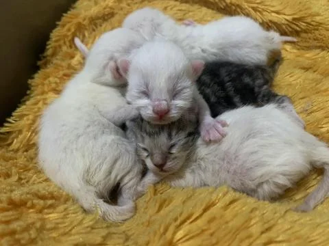 Kitten sleep Stockfoto's