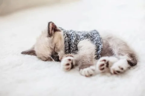 Kitten sleep on plaid Stock Photos