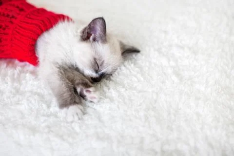 Kitten sleep in red sock Stock Photos