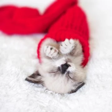Kitten sleep in red sock Stock Photos
