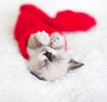 Kitten sleep in red sock Stock Photos