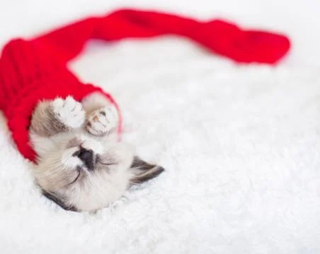 Kitten sleep in red socks Stock Photos