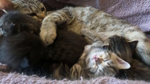 Kitten sleeping after feeding Vídeo Stock 240431582