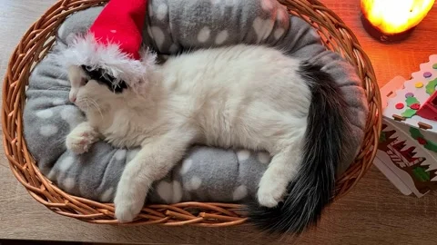 Kitten Is Sleeping In A Basket Stock Footage 157118043